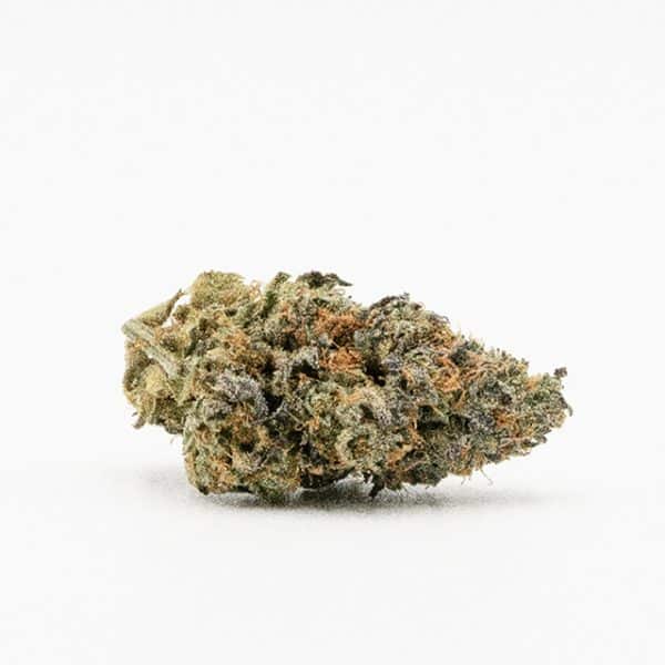 Gelato Photo Fem