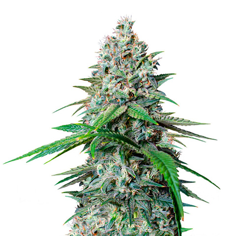 Gelato Scout Cookies Photo Fem-0