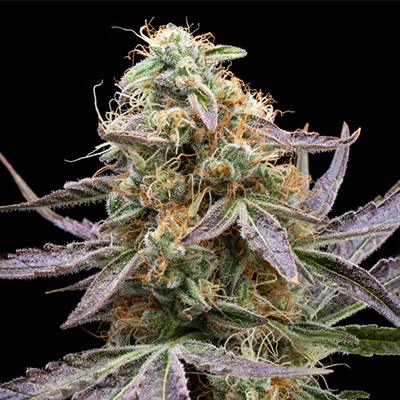 Gelonade Photo Fem-0