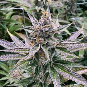 Georgia Pie Photo Fem-2327