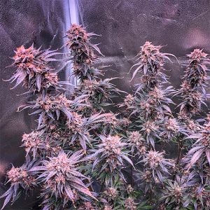 Ghost OG Photo Fem-0