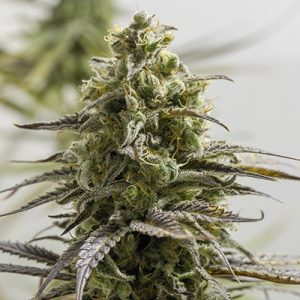Girl Scout Amnesia Photo Fem-0