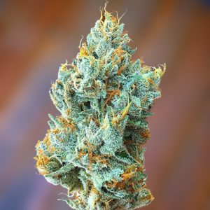 Girl Scout Cheese Photo Fem-0