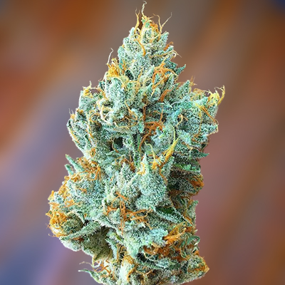 Girl Scout Cheese Photo Fem-0