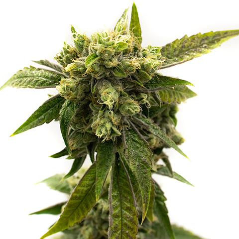 Girl Scout Chemdog Photo Fem-0
