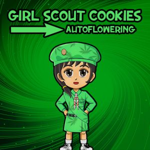 Girl Scout Cookies Auto Fem-3124