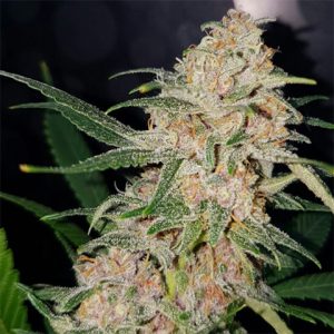 Girl Scout Cookies Auto Fem-3123