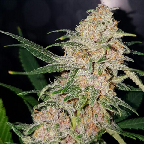 Girl Scout Cookies Auto Fem-3123
