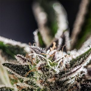Girl Scout Cookies Photo Fem-2804