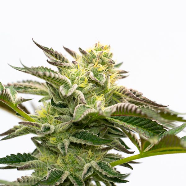 Girl Scout Diesel Photo Fem-0