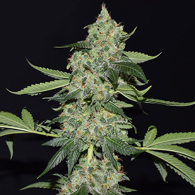Girl Scout Kush Photo Fem-0