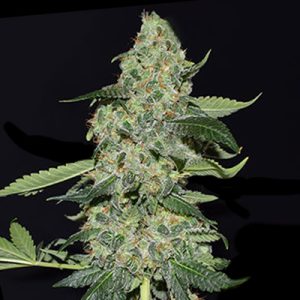 Girl Scout Kush Photo Reg-0