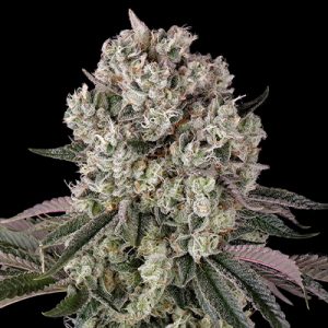 Glookies Auto Fem-0