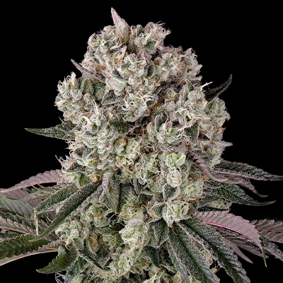 Glookies Auto Fem-0