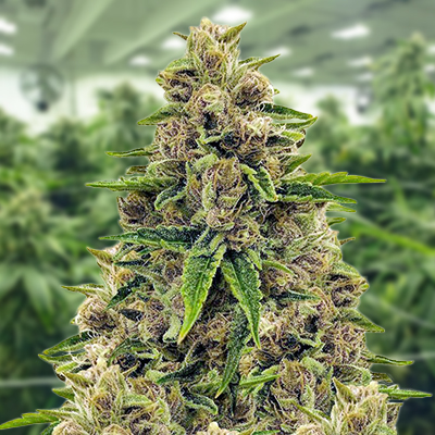 Godfather OG Photo Fem-0