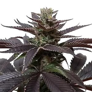 Goji OG Photo Fem-0
