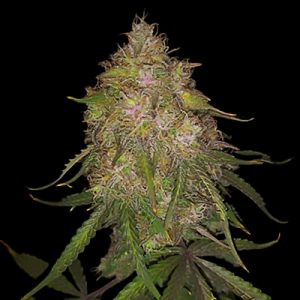Gold Leaf Auto Fem-0