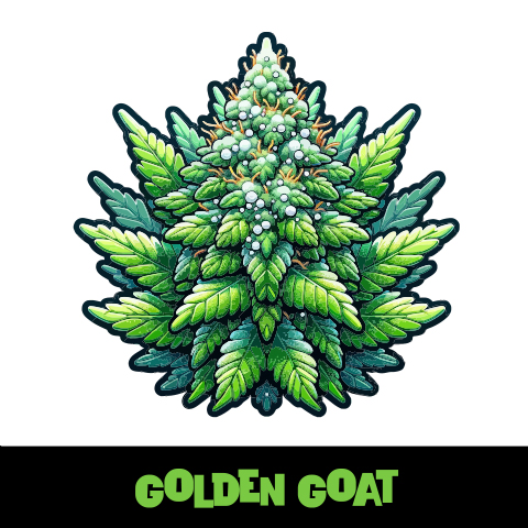 Golden Goat Photo Fem-1971