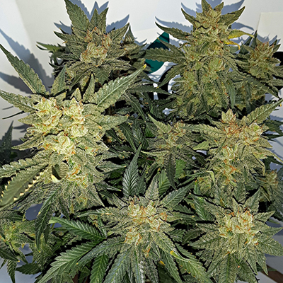 Sister Glue Cookies Auto Fem-0