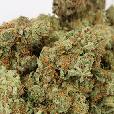 Sister Glue Cookies Auto Fem-1569