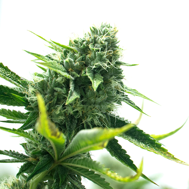 Sister Glue Lemon Photo Fem-0