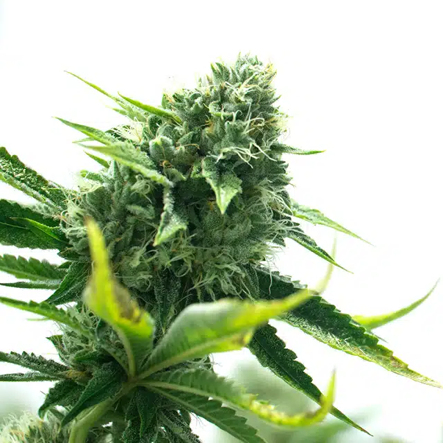 Sister Glue Lemon Photo Fem