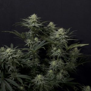 GG4 Sherbet Photo Fem-0