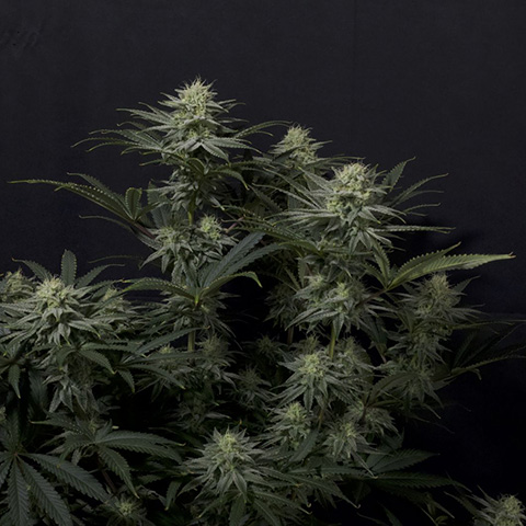 GG4 Sherbet Photo Fem-0