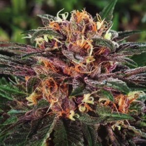 Primate Lemon Fire Photo Fem-0
