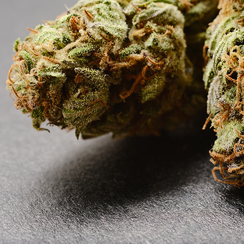 Primate Pellezino Photo Reg-0