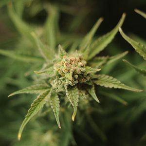 Primate Tangie Photo Reg-0