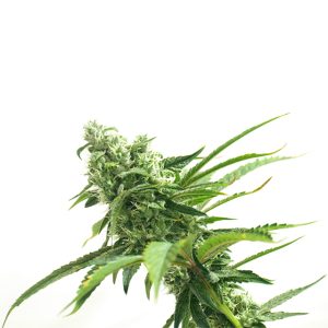 Primate Zkittlez Photo Fem-0