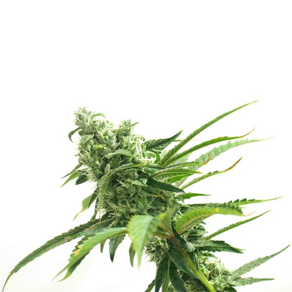 Primate Zkittlez Photo Fem-0