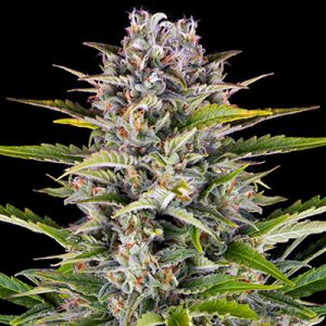 Primate Zkittlez Auto Fem-0