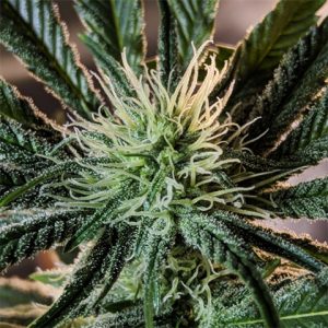 GG4 Photo Fem-4201