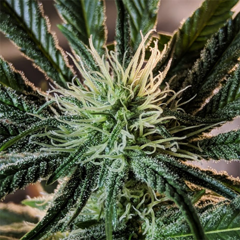 GG4 Photo Fem-4201
