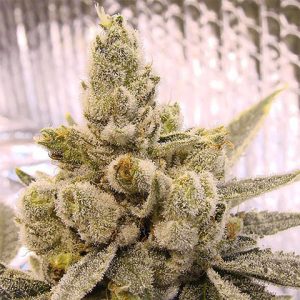 GG4 Photo Fem-3711
