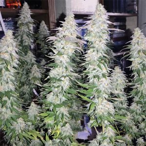 GG4 Photo Fem-4202