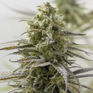 Amnesia Granddady Purple Photo Fem-0