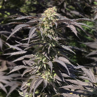 Grandaddy Black Photo Fem-0