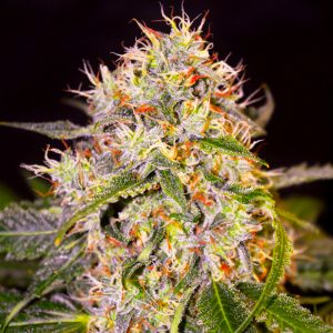 Grandaddy Primate Auto Fem-0