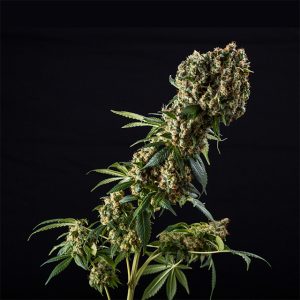 Grandaddy Purple Photo Fem-0