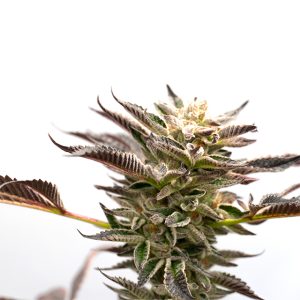 Grape Ape Photo Fem-3138