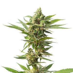 Grape Ape Photo Fem-0