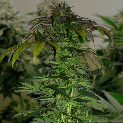 Grape Fruit Fast Photo Fem-0