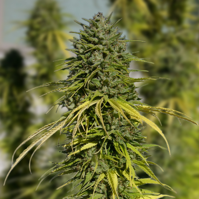 Grape Killer Haze Auto Fem-0