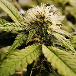 Grape Zkittlez Gum Photo Fem-0