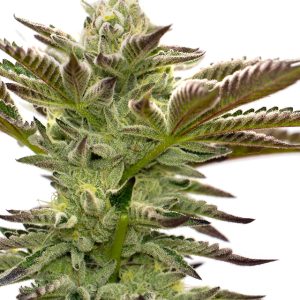 Grapefruit Photo Fem-0