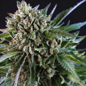 Grease Monkey Photo Fem-0