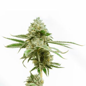 Great White Shark Photo Fem-0